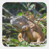 Belize Oranje Iguana Lizard Photography Vierkante Sticker (Voorkant)