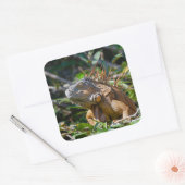 Belize Oranje Iguana Lizard Photography Vierkante Sticker (Envelop)