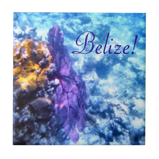 Belize! Paars Zee Fan Tile Tegeltje (Voorkant)