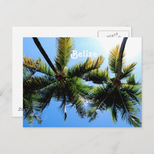 Belize Palm Trees Briefkaart (Voorkant / Achterkant)