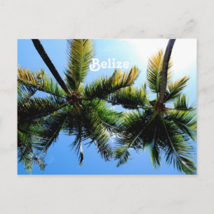 Belize Palm Trees Briefkaart