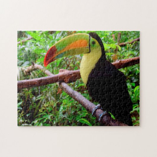 Belize Tucon Birds. Legpuzzel (Horizontaal)