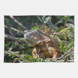 Belize-wildlife: Oranje leguaanhagedis fotografie Theedoek