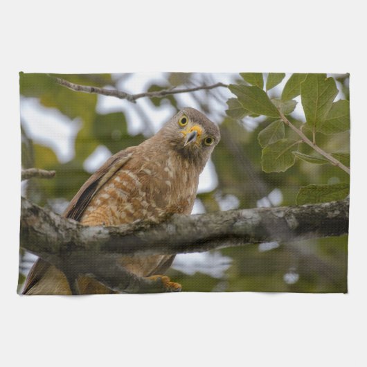 Belize Wildlife: Roadside Hawk Fotografie Theedoek (Horizontaal)
