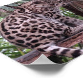 Belize Zoo Poster (Hoek)