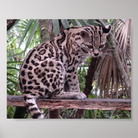 Belize Zoo Poster (Voorkant)