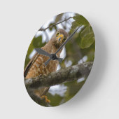 Belizean Beauty: Roadside Hawk-foto Ronde Klok (Hoek)