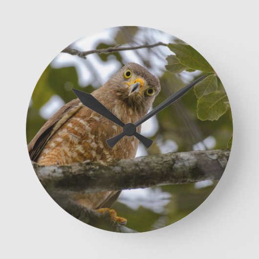 Belizean Beauty: Roadside Hawk-foto Ronde Klok (Voorkant)