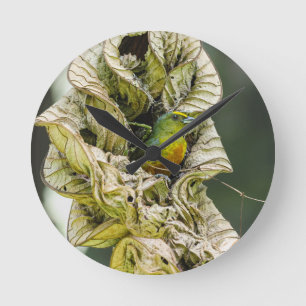 Belizean Colorful Harmony: Olive Euphonia Foto Ronde Klok