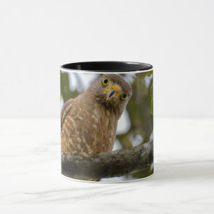 Belizean Roadside Hawk fotografie Mok
