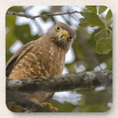 Belizean Roadside Watch: Hawk Print Bier Onderzetter (Voorkant)