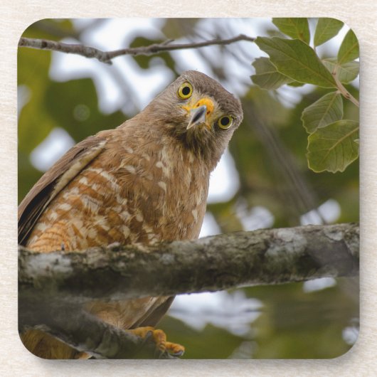 Belizean Roadside Watch: Hawk Print Bier Onderzetter (Voorkant)