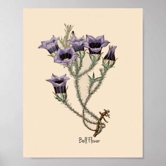 Bell Flower Botanical Poster (Voorkant)