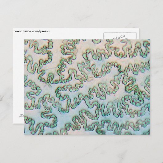 Bell pepper epidermis onder de microscoop briefkaart (Voorkant / Achterkant)