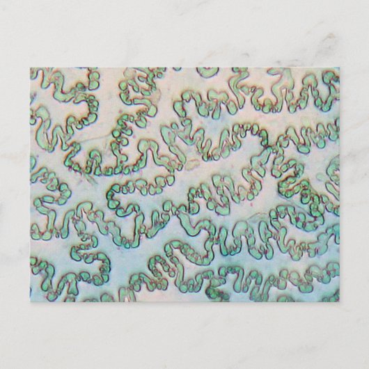 Bell pepper epidermis onder de microscoop briefkaart (Voorkant)