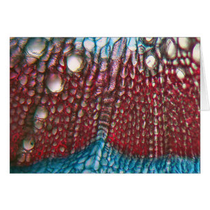 Bell Pepper onder de microscoop