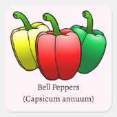Bell Peppers Vierkante Sticker (Voorkant)