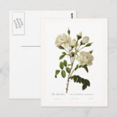 Bell roos briefkaart (Voorkant / Achterkant)