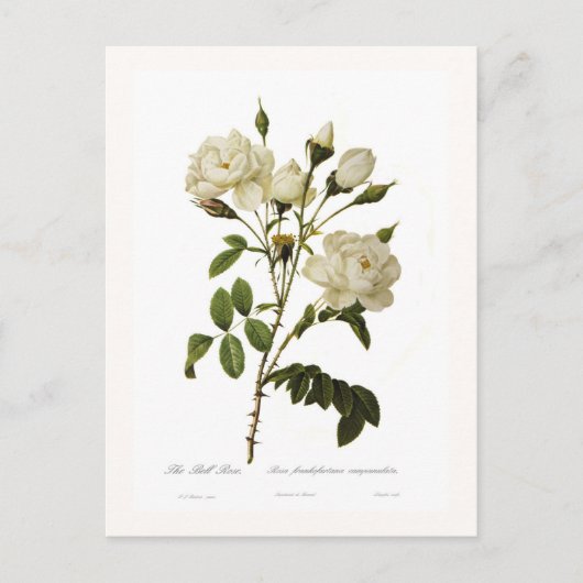 Bell roos briefkaart (Voorkant)