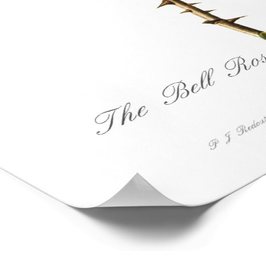 Bell-roos van Pierre-Joseph Redoute Poster (Hoek)