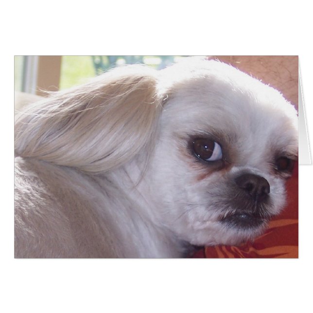 bella (Voorkant Horizontaal)