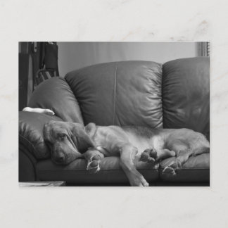 Bella Bloodhound Post Card Briefkaart