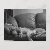 Bella Bloodhound Post Card Briefkaart (Voorkant)