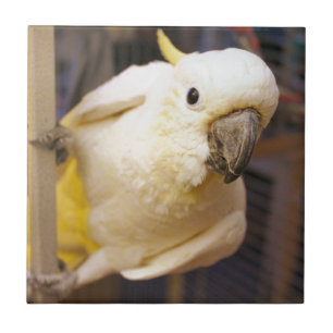 Bella Boy Tegeltje