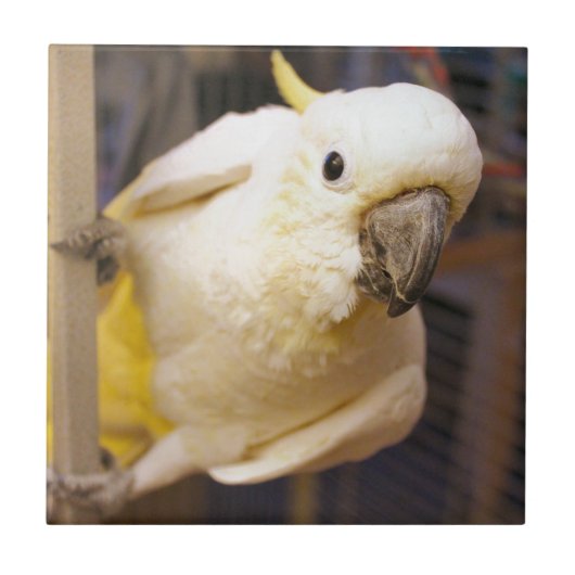 Bella Boy Tegeltje (Voorkant)