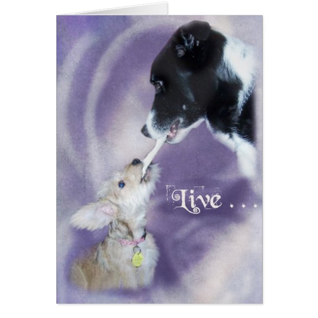 Bella&Buddy (Voorkant)