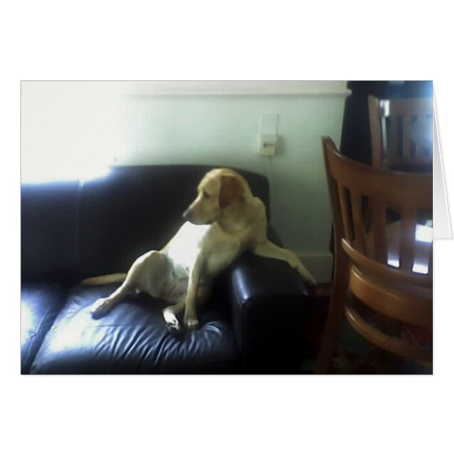 Bella, gele labrador hond (Voorkant Horizontaal)