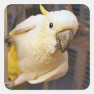 Bella jongen vierkante sticker