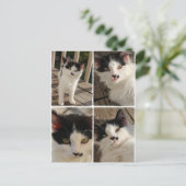 Bella kitten briefkaart (Staand voorkant)