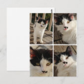 Bella kitten briefkaart (Voorkant / Achterkant)