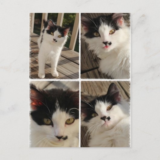 Bella kitten briefkaart (Voorkant)