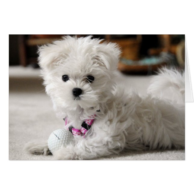 Bella Loves Golf (Voorkant Horizontaal)