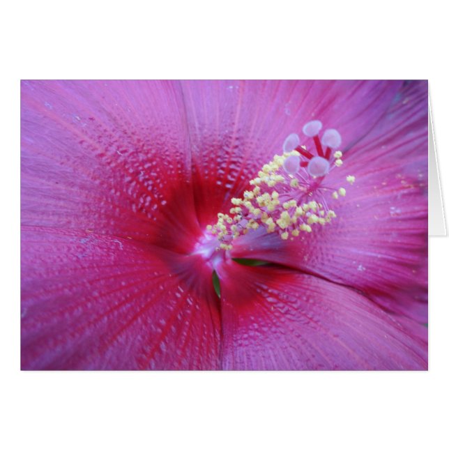 Bella Pink (Voorkant Horizontaal)