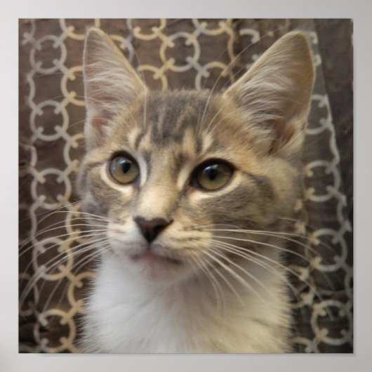 Bella Poster (Voorkant)