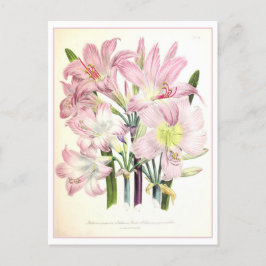 Belladonna Botanische Illustratie Vintage Briefkaart