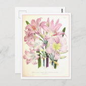 Belladonna Botanische Illustratie Vintage Briefkaart (Voorkant / Achterkant)