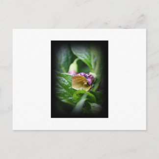 Belladonna Briefkaart