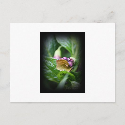 Belladonna Briefkaart (Voorkant)