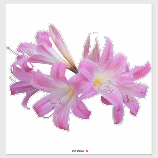 Belladonna Lily Jersey Bloem Sticker (Vel)