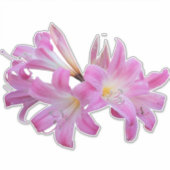 Belladonna Lily Jersey Bloem Sticker (Voorkant)