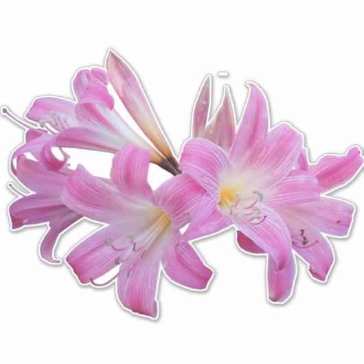 Belladonna Lily Jersey Bloem Sticker (Voorkant)