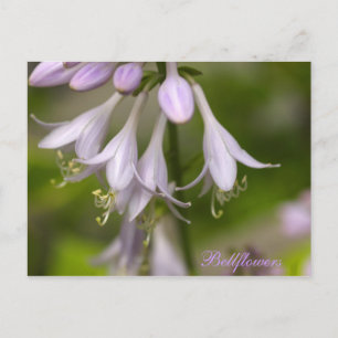 Bellbloemen Briefkaart