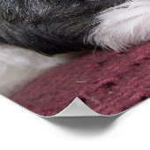 Belle De Shih Tzu Hond Poster (Hoek)
