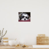 Belle De Shih Tzu Hond Poster (Keuken)