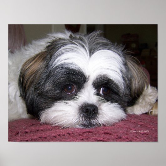Belle De Shih Tzu Hond Poster (Voorkant)