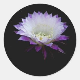 Belle of the ball night bloomer ronde sticker